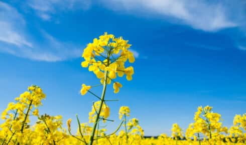 Hvad er biodiesel? Bredt udsyn over en blomstrende gul rapsmark, den dominerende europ&aelig;iske r&aring;vare til fremstilling af B100 biodiesel (RME)