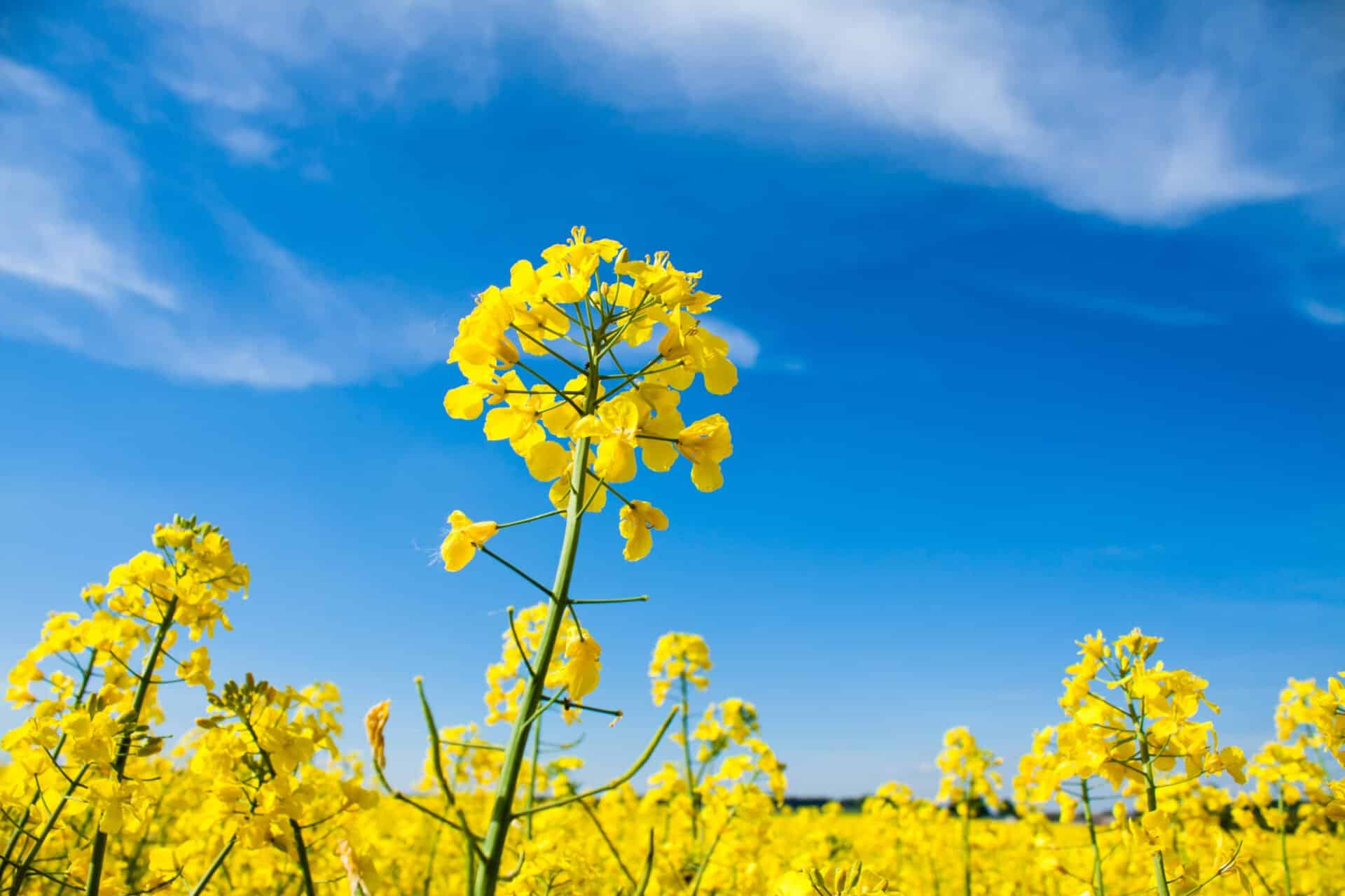Hvad er biodiesel? Bredt udsyn over en blomstrende gul rapsmark, den dominerende europæiske råvare til fremstilling af B100 biodiesel (RME)